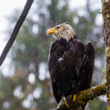 Edwin Houdevelt - Wild American Bald Eagle @ Alaska